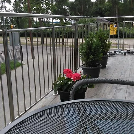 Mazurska Dama - Słoneczny *